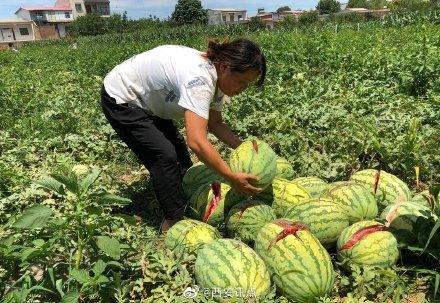 2000個西瓜被砍爛 兩三萬斤西瓜突遭滅頂之災 瓜農(nóng)欲哭無淚